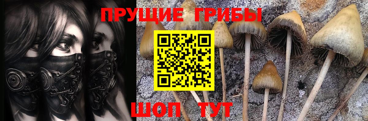 цены наркотик  Вход с VPN  Псилоцибиновые грибы ЛСД  Приморско-Ахтарск  Псилоцибиновые грибы Psilocybe 